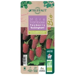 TRUFFAUT AB - Tayberry 'Buckingham' bio : pot de 3 litres