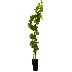 TRUFFAUT AB - Vigne Muscat Bleu : AB pot 3L
