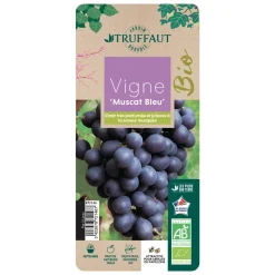 TRUFFAUT AB - Vigne Muscat Bleu : AB pot 3L