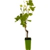 TRUFFAUT AB - Vigne 'Muscat Bleu' AB : pot 1,5 Litres
