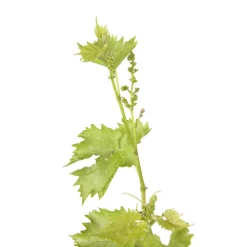 TRUFFAUT AB - Vigne 'Muscat Blanc' AB: pot de 1,5 litres