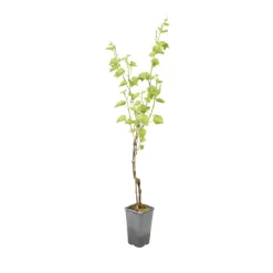TRUFFAUT AB - Vigne 'Muscat Blanc' AB: pot de 1,5 litres