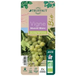 TRUFFAUT AB - Vigne 'Muscat Blanc' AB: pot de 1,5 litres