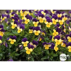 Viola cornuta : Pot Ø 10,5 cm - Coloris variables