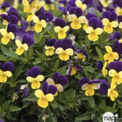 Viola cornuta en jardinière 40cm - Coloris variables