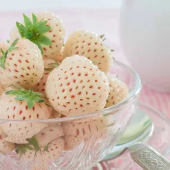 WILLEMSE FRANCE - 2 fraisiers pineberry white dream ® - les 2 pots / 7cm / hauteur livrée environ 9cm