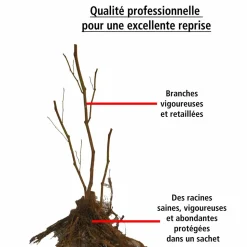 WILLEMSE FRANCE - 2 framboisiers remontants versailles - le paquet de 2 racines nues, vendu par lot de 2