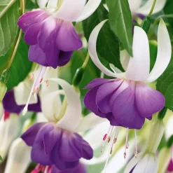 WILLEMSE FRANCE - 3 fuchsias résistants au gel blue sarah - les 3 pots / ø 9cm