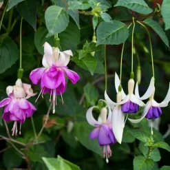 WILLEMSE FRANCE - 3 fuchsias résistants au gel blue sarah - les 3 pots / ø 9cm