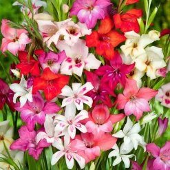 WILLEMSE FRANCE - 20 glaïeuls nains en mélange - le sachet de 20 bulbes / circonférence 8-10cm, vendu par lot de 6
