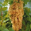WILLEMSE FRANCE - 2 groseilliers blanka - le paquet de 2 racines nues / 3-5 branches / hauteur livrée 30-40cm