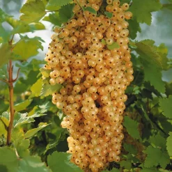 WILLEMSE FRANCE - 2 groseilliers blanka - le paquet de 2 racines nues / 3-5 branches / hauteur livrée 30-40cm