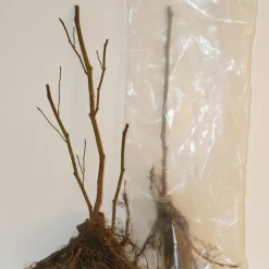 WILLEMSE FRANCE - 2 groseilliers blanka - le paquet de 2 racines nues / 5-7 branches / hauteur livrée 30-40cm
