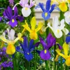 WILLEMSE FRANCE - 50 iris de hollande en mélange - le sachet de 50 bulbes / circonférence 6-7cm, vendu par lot de 4