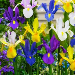 WILLEMSE FRANCE - 50 iris de hollande en mélange - le sachet de 50 bulbes / circonférence 6-7cm, vendu par lot de 4