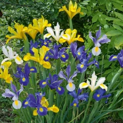 WILLEMSE FRANCE - 50 iris de hollande en mélange - le sachet de 50 bulbes / circonférence 6-7cm, vendu par lot de 4
