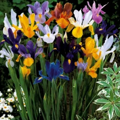 WILLEMSE FRANCE - 50 iris de hollande en mélange - le sachet de 50 bulbes / circonférence 6-7cm, vendu par lot de 4