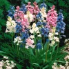 WILLEMSE FRANCE - 5 jacinthes des bois en mélange - le sachet de 5 bulbes / circonférence 8cm+, vendu par lot de 4
