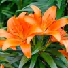WILLEMSE FRANCE - 3 lis orange - le sachet de 3 bulbes / circonférence 12-14cm, vendu par lot de 6