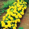 WILLEMSE FRANCE - 3 mini-rosiers randilla jaune - le paquet de 3 racines nues / 3+ branches