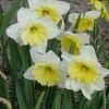 WILLEMSE FRANCE - 5 narcisses à grande couronne ice follies - le sachet de 5 bulbes / circonférence 14-16cm, vendu par lot de 2