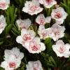 WILLEMSE FRANCE - 5 oxalis double pink wonder - le sachet de 5 bulbes / calibre i, vendu par lot de 4
