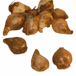 WILLEMSE FRANCE - 25 perce-neige simples - le sachet de 25 bulbes / circonférence 4-5cm, vendu par lot de 4