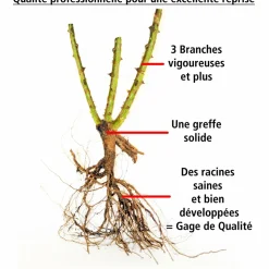 WILLEMSE FRANCE - 3 rosiers à massif la minuette - le paquet de 3 racines nues / 3 branches