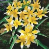 WILLEMSE FRANCE - 10 tulipes botaniques tarda - le sachet de 10 bulbes / circonférence 6cm+, vendu par lot de 4