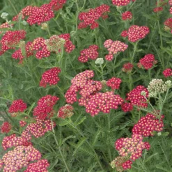 WILLEMSE FRANCE - Achillée millefeuille cerise queen - le pot / ø 9cm, vendu par lot de 2