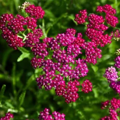 WILLEMSE FRANCE - Achillée millefeuille cerise queen - le pot / ø 9cm, vendu par lot de 2