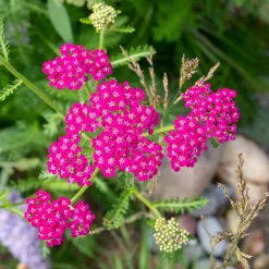 WILLEMSE FRANCE - Achillée millefeuille cerise queen - le pot / ø 9cm, vendu par lot de 2