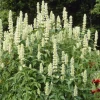 WILLEMSE FRANCE - Agastache rugosa alabaster - le pot / ø 9cm, vendu par lot de 2