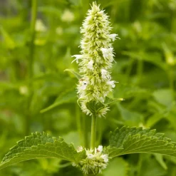 WILLEMSE FRANCE - Agastache rugosa alabaster - le pot / ø 9cm, vendu par lot de 2