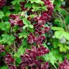 WILLEMSE FRANCE - Akébia à cinq feuilles - le pot / 1l / hauteur livrée 30-40cm
