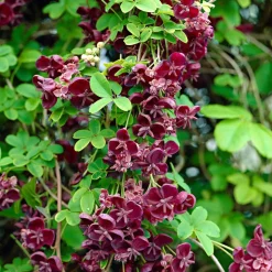 WILLEMSE FRANCE - Akébia à cinq feuilles - le pot / 1l / hauteur livrée 30-40cm
