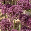 WILLEMSE FRANCE - Alliums miami - le sachet de 5 bulbes / circonference 10-12cm, vendu par lot de 4