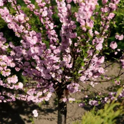 WILLEMSE FRANCE - Amandier à fleurs sur tige - le pot / 3l / tige 60cm