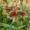 WILLEMSE FRANCE - Amaryllis mystica - le sachet de 1 bulbe