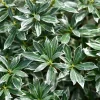 WILLEMSE FRANCE - Andromède du japon ralto rose® - pieris - le godet / ø 9cm