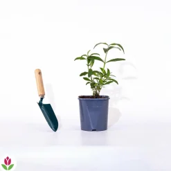 WILLEMSE FRANCE - Arbre à papillons tricolore - le pot / 2l / hauteur livrée 25-30cm, vendu par lot de 2