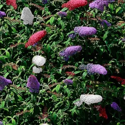 WILLEMSE FRANCE - Arbre à papillons tricolore - le pot / 2l / hauteur livrée 25-30cm