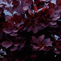 WILLEMSE FRANCE - Arbre à perruque pourpre royal purple sur tige - le pot / 3l / tige 60cm / hauteur livrée environ 75cm, vendu par lot de 2