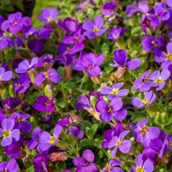 WILLEMSE FRANCE - Aubriète hamburger stadtpark - le pot / ø 9cm, vendu par lot de 2