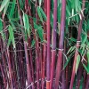 WILLEMSE FRANCE - Bambou à cannes rouges non-traçant - le pot / 1.5l / hauteur livrée environ 40cm