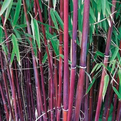 WILLEMSE FRANCE - Bambou à cannes rouges non-traçant - le pot / 1.5l / hauteur livrée environ 40cm