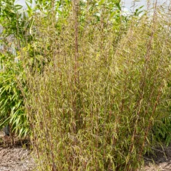 WILLEMSE FRANCE - Bambou à cannes rouges non-traçant - le pot / 1.5l / hauteur livrée environ 40cm