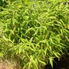 WILLEMSE FRANCE - Bambou fargesia rufa non-traçant - le pot / ø 9cm