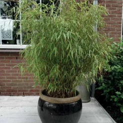 WILLEMSE FRANCE - Bambou fargesia rufa non-traçant - le pot / ø 9cm