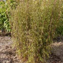 WILLEMSE FRANCE - Bambou jiuzhaigou non-traçant - le pot / ø 13cm / hauteur livrée 40-50cm, vendu par lot de 2